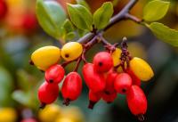 Berberine - Your Ultimate Supplement Guide in the UK